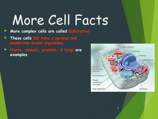 More Cell Facts
 More complex cells are called Eukaryotes
 These cells DO have a nucleus and
membrane-bound organelles
 Plants, animals, protists, & fungi are
examples
8
 