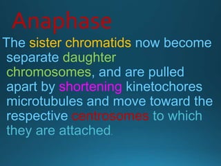 Anaphase
The sister chromatids now become
separate daughter
chromosomes, and are pulled
apart by shortening kinetochores
microtubules and move toward the
respective centrosomes to which
they are attached.
 