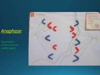 Anaphase:
Separated
chromosomes
pulled apart.
 