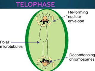 TELOPHASE
 