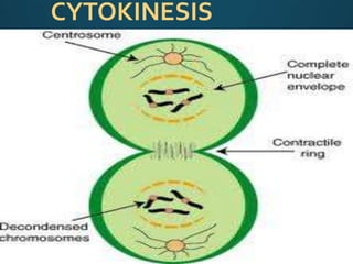 CYTOKINESIS
 