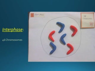 Interphase:
46 Chromosomes
 