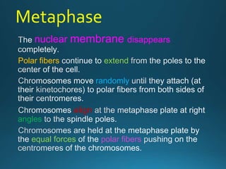 Metaphase
nuclear membrane disappears
Polar fibers extend
randomly
align
angles
equal forces polar fibers
 