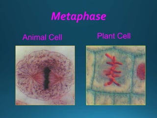 Metaphase
Animal Cell Plant Cell
 