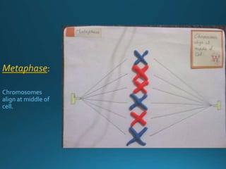 Metaphase:
Chromosomes
align at middle of
cell.
 