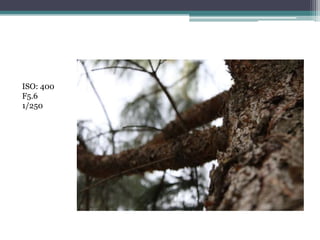 ISO: 400
F5.6
1/250
 