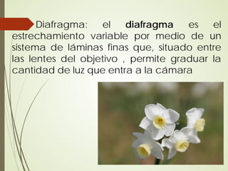 Diafragma:   el    diafragma   es   el
estrechamiento variable por medio de un
sistema de láminas finas que, situado entre
las lentes del objetivo , permite graduar la
cantidad de luz que entra a la cámara
 