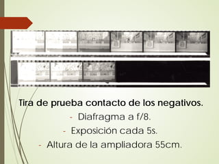 Tira de prueba contacto de los negativos.
           - Diafragma a f/8.
         - Exposición cada 5s.
    - Altura de la ampliadora 55cm.
 