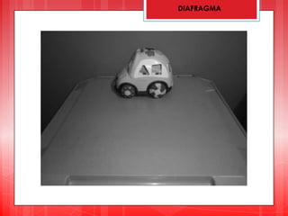 DIAFRAGMA
 