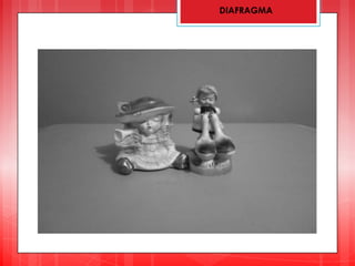 DIAFRAGMA
 
