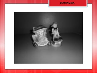 DIAFRAGMA
 