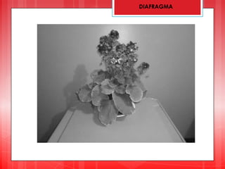 DIAFRAGMA
 