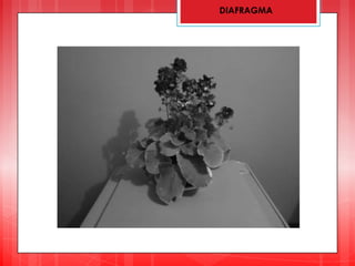 DIAFRAGMA
 
