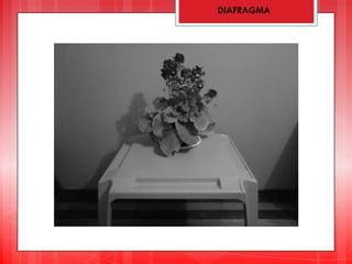 DIAFRAGMA
 
