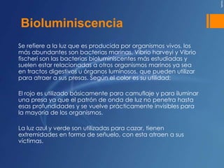 Bioluminiscencia
Se refiere a la luz que es producida por organismos vivos, los
más abundantes son bacterias marinas. Vibrio harveyi y Vibrio
fischeri son las bacterias bioluminiscentes más estudiadas y
suelen estar relacionadas a otros organismos marinos ya sea
en tractos digestivos u órganos luminosos. que pueden utilizar
para atraer a sus presas. Según el color es su utilidad:

El rojo es utilizado básicamente para camuflaje y para iluminar
una presa ya que el patrón de onda de luz no penetra hasta
esas profundidades y se vuelve prácticamente invisibles para
la mayoría de los organismos.

La luz azul y verde son utilizadas para cazar, tienen
extremidades en forma de señuelo, con esta atraen a sus
víctimas.
 