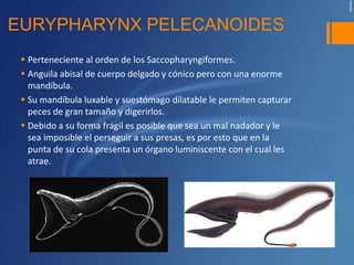EURYPHARYNX PELECANOIDES
  Perteneciente al orden de los Saccopharyngiformes.
  Anguila abisal de cuerpo delgado y cónico pero con una enorme
   mandíbula.
  Su mandíbula luxable y suestómago dilatable le permiten capturar
   peces de gran tamaño y digerirlos.
  Debido a su forma frágil es posible que sea un mal nadador y le
   sea imposible el perseguir a sus presas, es por esto que en la
   punta de su cola presenta un órgano luminiscente con el cual les
   atrae.
 