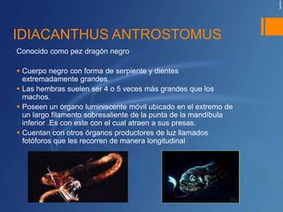 IDIACANTHUS ANTROSTOMUS
Conocido como pez dragón negro

 Cuerpo negro con forma de serpiente y dientes
  extremadamente grandes.
 Las hembras suelen ser 4 o 5 veces más grandes que los
  machos.
 Poseen un órgano luminiscente móvil ubicado en el extremo de
  un largo filamento sobresaliente de la punta de la mandíbula
  inferior .Es con este con el cual atraen a sus presas.
 Cuentan con otros órganos productores de luz llamados
  fotóforos que les recorren de manera longitudinal
 