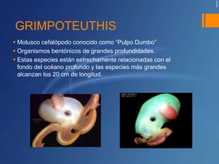 GRIMPOTEUTHIS
 Molusco cefalópodo conocido como “Pulpo Dumbo”
 Organismos bentónicos de grandes profundidades.
 Estas especies están estrechamente relacionadas con el
  fondo del océano profundo y las especies más grandes
  alcanzan los 20 cm de longitud.
 