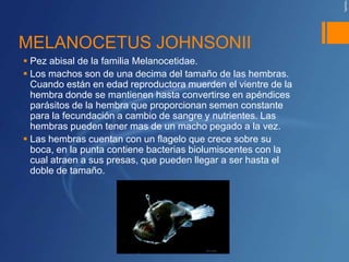 MELANOCETUS JOHNSONII
 Pez abisal de la familia Melanocetidae.
 Los machos son de una decima del tamaño de las hembras.
  Cuando están en edad reproductora muerden el vientre de la
  hembra donde se mantienen hasta convertirse en apéndices
  parásitos de la hembra que proporcionan semen constante
  para la fecundación a cambio de sangre y nutrientes. Las
  hembras pueden tener mas de un macho pegado a la vez.
 Las hembras cuentan con un flagelo que crece sobre su
  boca, en la punta contiene bacterias biolumiscentes con la
  cual atraen a sus presas, que pueden llegar a ser hasta el
  doble de tamaño.
 