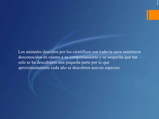 Los animales descritos por los científicos son todavía unos auténticos
desconocidos en cuanto a su comportamiento y se sospecha que tan
solo se ha descubierto una pequeña parte por lo que
aproximadamente cada año se descubren nuevas especies.
 