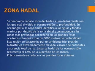 ZONA HADAL
Se denomina hadal o zona del hades a uno de los niveles en
los que está dividido el océano según su profundidad. En
oceanografía, la zona hadal identifica a las aguas y fondos
marinos por debajo de la zona abisal y corresponde a las
zonas más profundas del océano en las grandes fosas
oceánicas situadas a más de 6000 metros de profundidad.
Esta región se caracteriza por un ambiente frío, presión
hidrostática extremadamente elevada, escasez de nutrientes
y ausencia total de luz. La parte hadal de los océanos sólo
representa el 1,9% de la superficie de los mares.
Prácticamente se reduce a las grandes fosas abisales.
 