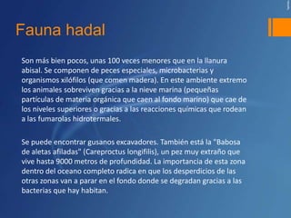 Fauna hadal
Son más bien pocos, unas 100 veces menores que en la llanura
abisal. Se componen de peces especiales, microbacterias y
organismos xilófilos (que comen madera). En este ambiente extremo
los animales sobreviven gracias a la nieve marina (pequeñas
partículas de materia orgánica que caen al fondo marino) que cae de
los niveles superiores o gracias a las reacciones químicas que rodean
a las fumarolas hidrotermales.

Se puede encontrar gusanos excavadores. También está la "Babosa
de aletas afiladas" (Careproctus longifilis), un pez muy extraño que
vive hasta 9000 metros de profundidad. La importancia de esta zona
dentro del oceano completo radica en que los desperdicios de las
otras zonas van a parar en el fondo donde se degradan gracias a las
bacterias que hay habitan.
 