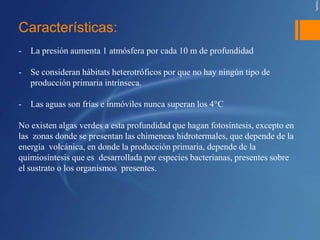 Características:
-   La presión aumenta 1 atmósfera por cada 10 m de profundidad

-   Se consideran hábitats heterotróficos por que no hay ningún tipo de
    producción primaria intrínseca.

-   Las aguas son frías e inmóviles nunca superan los 4°C

No existen algas verdes a esta profundidad que hagan fotosíntesis, excepto en
las zonas donde se presentan las chimeneas hidrotermales, que depende de la
energía volcánica, en donde la producción primaria, depende de la
quimiosíntesis que es desarrollada por especies bacterianas, presentes sobre
el sustrato o los organismos presentes.
 