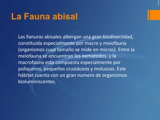 La Fauna abisal

 Las llanuras abisales albergan una gran biodiversidad,
 constituida especialmente por macro y meiofauna
 (organismos cuyo tamaño se mide en micras). Entre la
 meiofauna se encuentran los nematodos, y la
 macrofauna esta compuesta especialmente por
 poliquetos, pequeños crustáceos y moluscos. Este
 hábitat cuenta con un gran numero de organismos
 bioluminiscentes.
 
