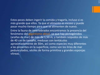 Estos peces deben ingerir la comida y tragarla, incluso si es
más grande que ellos. Ya que el alimento es escaso y puede
pasar mucho tiempo para que se alimenten de nuevo.
Entre la fauna de invertebrados encontramos la presencia del
fenómeno del gigantismo abisal, ya que hay picnogónidos
(arañas de mar) de más de 1,50 m, y también isópodos de más
de 40 cm de tamaño, medusas con tentáculos
aproximadamente de 30m, así como especies muy diferentes
a las presentes en la superficie, como son los lirios de mar
pedunculados, sésiles de forma primitiva y grandes esponjas
vítreas.
 