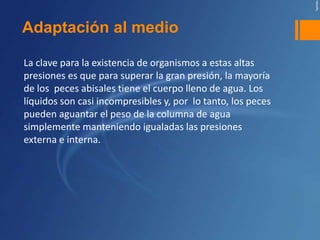 Adaptación al medio

La clave para la existencia de organismos a estas altas
presiones es que para superar la gran presión, la mayoría
de los peces abisales tiene el cuerpo lleno de agua. Los
líquidos son casi incompresibles y, por lo tanto, los peces
pueden aguantar el peso de la columna de agua
simplemente manteniendo igualadas las presiones
externa e interna.
 