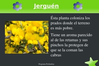 Diente de león Sirve para orinar mucho y se usa cuando hay piedras en el riñón 