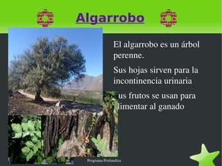 Algarrobo ,[object Object]