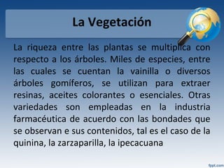 La Vegetación
La riqueza entre las plantas se multiplica con
respecto a los árboles. Miles de especies, entre
las cuales se cuentan la vainilla o diversos
árboles gomíferos, se utilizan para extraer
resinas, aceites colorantes o esenciales. Otras
variedades son empleadas en la industria
farmacéutica de acuerdo con las bondades que
se observan e sus contenidos, tal es el caso de la
quinina, la zarzaparilla, la ipecacuana
 