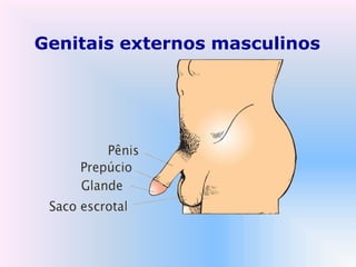 Genitais externos masculinos
 