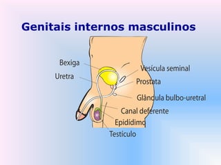Genitais internos masculinos
 