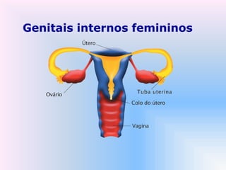 Genitais internos femininos
 