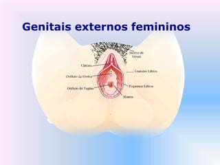 Genitais externos femininos
 