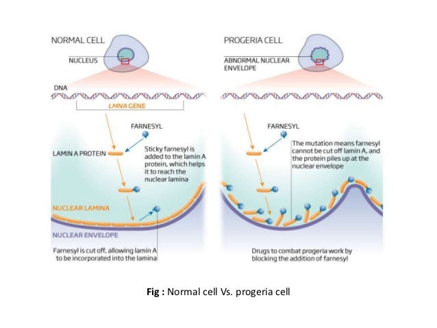 Cbc Normal Laboratory Diagram