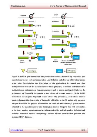 Chaithanya et al. World Journal of Pharmaceutical Research
www.wjpr.net Vol 9, Issue 8, 2020. 1232
Figure 3: mRNA gets transalated into protein Pre-lamin A followed by sequential post
translational events such as farnesylation , methylation and cleavage of terminal amino
acids, after farnesylation the C-terminal of the prelamin-A is cleaved and then
methylation is done at the cysteine residue takes place (A) in normal individual after
methylation an endoprotease cleavage enzyme which is known as Zmpste24 cleaves the
prelamin-A at Zmpste24 site results in the release of Mature lamin-A. (B) In HGPS
individuals the enzyme Zmpste24 cannot cleave the prelamin-A and release mature
lamin-A because the cleavge site of Zmpste24 which lies in the 50 amino acid sequence
has got deleted in the process of mutation ,as result of which farnesyl group remains
attached to the cysteine residue and hence gives mature Progerin that will accumulate
at the inner nuclear membrane and are characterized by multiple nuclear defects which
includes abnormal nuclear morphology, altered histone modification patterns and
increased DNA damage.
 