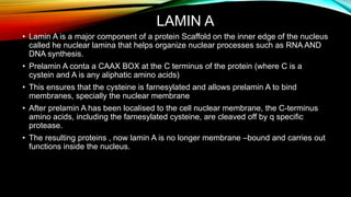 LAMIN A
• Lamin A is a major component of a protein Scaffold on the inner edge of the nucleus
called he nuclear lamina that helps organize nuclear processes such as RNA AND
DNA synthesis.
• Prelamin A conta a CAAX BOX at the C terminus of the protein (where C is a
cystein and A is any aliphatic amino acids)
• This ensures that the cysteine is farnesylated and allows prelamin A to bind
membranes, specially the nuclear membrane
• After prelamin A has been localised to the cell nuclear membrane, the C-terminus
amino acids, including the farnesylated cysteine, are cleaved off by q specific
protease.
• The resulting proteins , now lamin A is no longer membrane –bound and carries out
functions inside the nucleus.
 