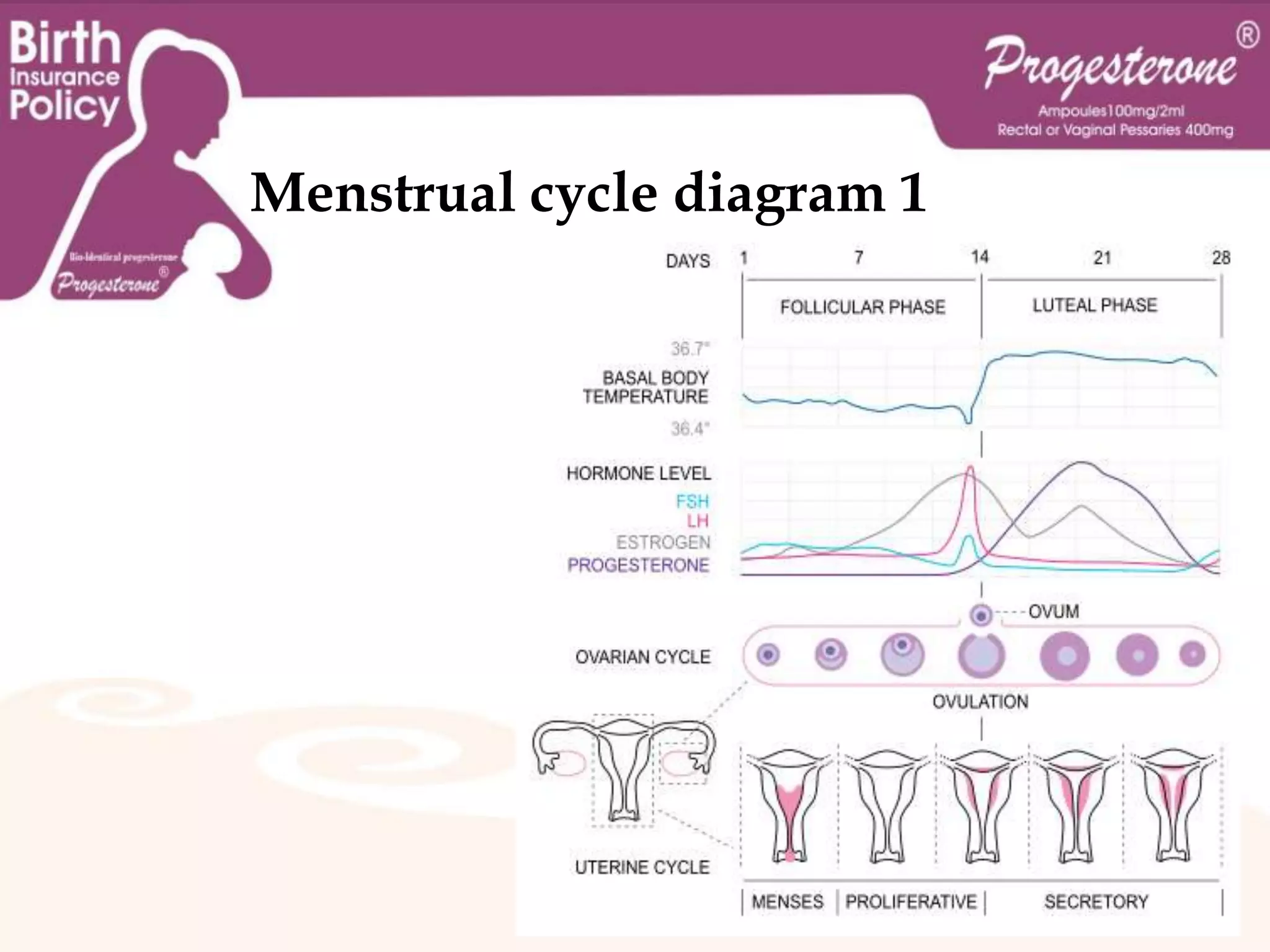 After ovulation, the egg only lives for 24 hours or less without fertilization while the remains of the dominant follicle in the ovary become a corpus luteum; this body has a primary function of producing large amounts of progesterone. Menstrual cycleUnder the influence of progesterone, the endometrium (uterine lining) changes to prepare for potential implantation of an embryo to establish a pregnancy.