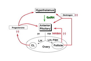 LH FSH
Progesterone
Oestrogen
 