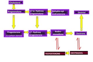 Cholesterol
Pregnenolone
Progesterone
21-carbon steroid
17-α- Hydroxy
pregnenolone
17- Hydroxy
progesterone
Dehydro-epi
androsterone
Andro-
stenedione Oestrone
Oestriol
TESTOSTERONE OESTRADIOL
 