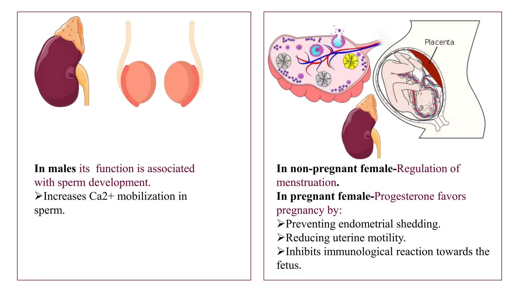 In non-pregnant female-Regulation of
menstruation.
In pregnant female-Progesterone favors
pregnancy by:
Preventing endometrial shedding.
Reducing uterine motility.
Inhibits immunological reaction towards the
fetus.
In males its function is associated
with sperm development.
Increases Ca2+ mobilization in
sperm.
 