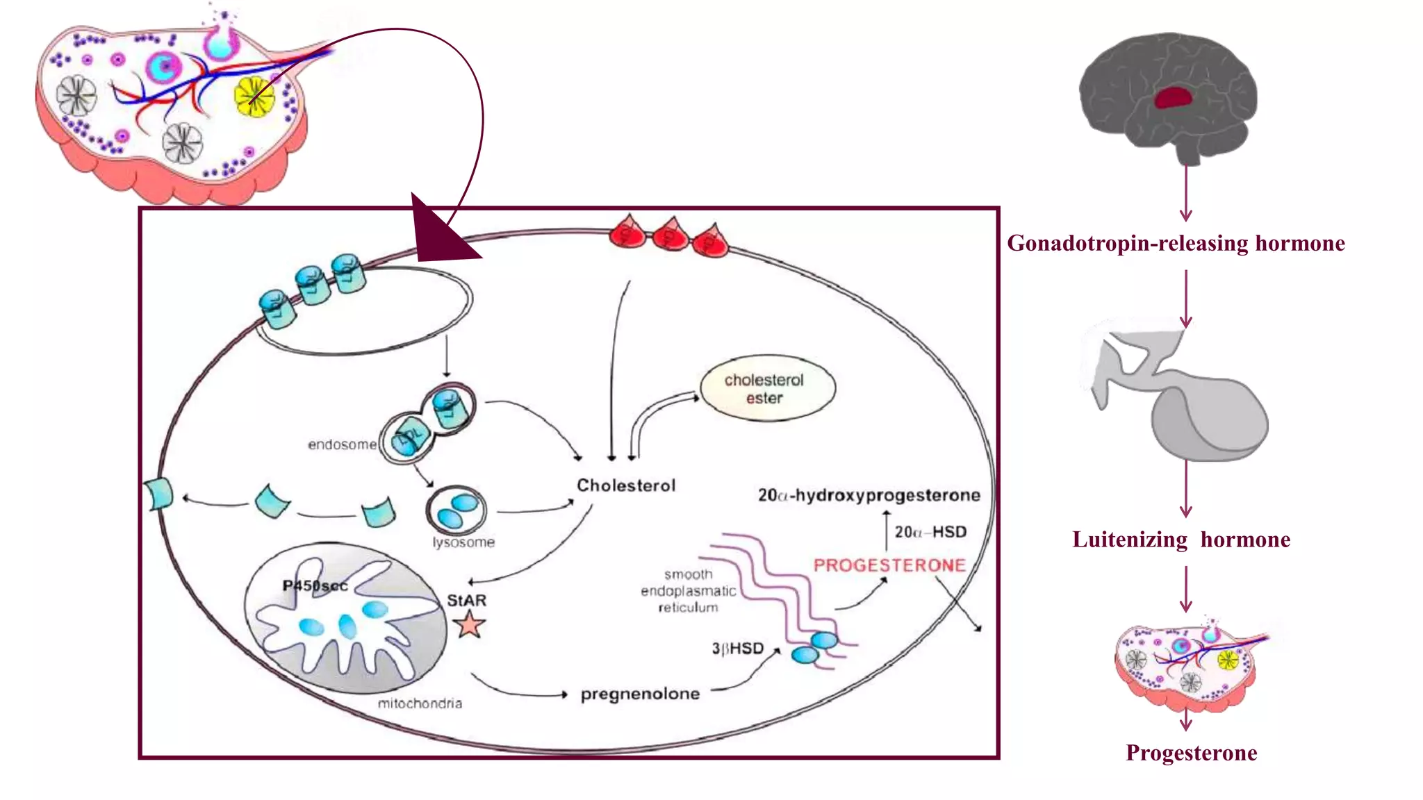 Gonadotropin-releasing hormone
Luitenizing hormone
Progesterone
 