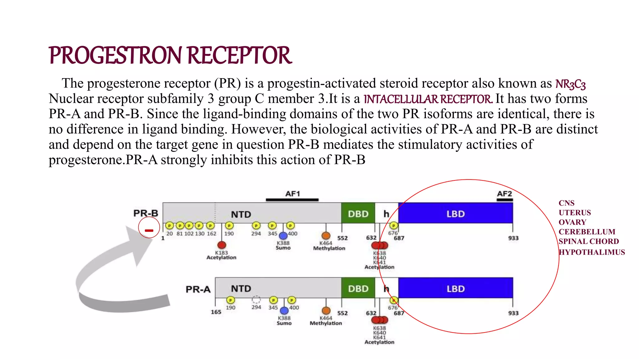 PROGESTRONRECEPTOR
The progesterone receptor (PR) is a progestin-activated steroid receptor also known as NR3C3
Nuclear receptor subfamily 3 group C member 3.It is a INTACELLULARRECEPTOR.It has two forms
PR-A and PR-B. Since the ligand-binding domains of the two PR isoforms are identical, there is
no difference in ligand binding. However, the biological activities of PR-A and PR-B are distinct
and depend on the target gene in question PR-B mediates the stimulatory activities of
progesterone.PR-A strongly inhibits this action of PR-B
-
CNS
UTERUS
OVARY
CEREBELLUM
SPINAL CHORD
HYPOTHALIMUS
 