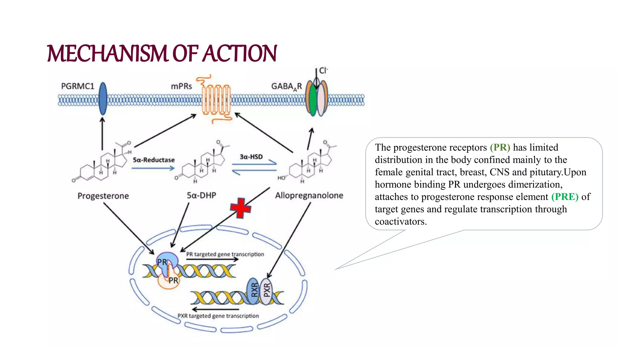 MECHANISMOF ACTION
The progesterone receptors (PR) has limited
distribution in the body confined mainly to the
female genital tract, breast, CNS and pitutary.Upon
hormone binding PR undergoes dimerization,
attaches to progesterone response element (PRE) of
target genes and regulate transcription through
coactivators.
 