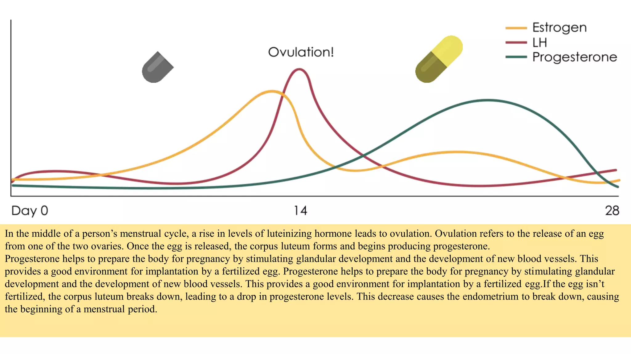 In the middle of a person’s menstrual cycle, a rise in levels of luteinizing hormone leads to ovulation. Ovulation refers to the release of an egg
from one of the two ovaries. Once the egg is released, the corpus luteum forms and begins producing progesterone.
Progesterone helps to prepare the body for pregnancy by stimulating glandular development and the development of new blood vessels. This
provides a good environment for implantation by a fertilized egg. Progesterone helps to prepare the body for pregnancy by stimulating glandular
development and the development of new blood vessels. This provides a good environment for implantation by a fertilized egg.If the egg isn’t
fertilized, the corpus luteum breaks down, leading to a drop in progesterone levels. This decrease causes the endometrium to break down, causing
the beginning of a menstrual period.
 