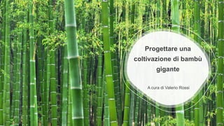 Progettare una
coltivazione di bambù
gigante
A cura di Valerio Rossi
 