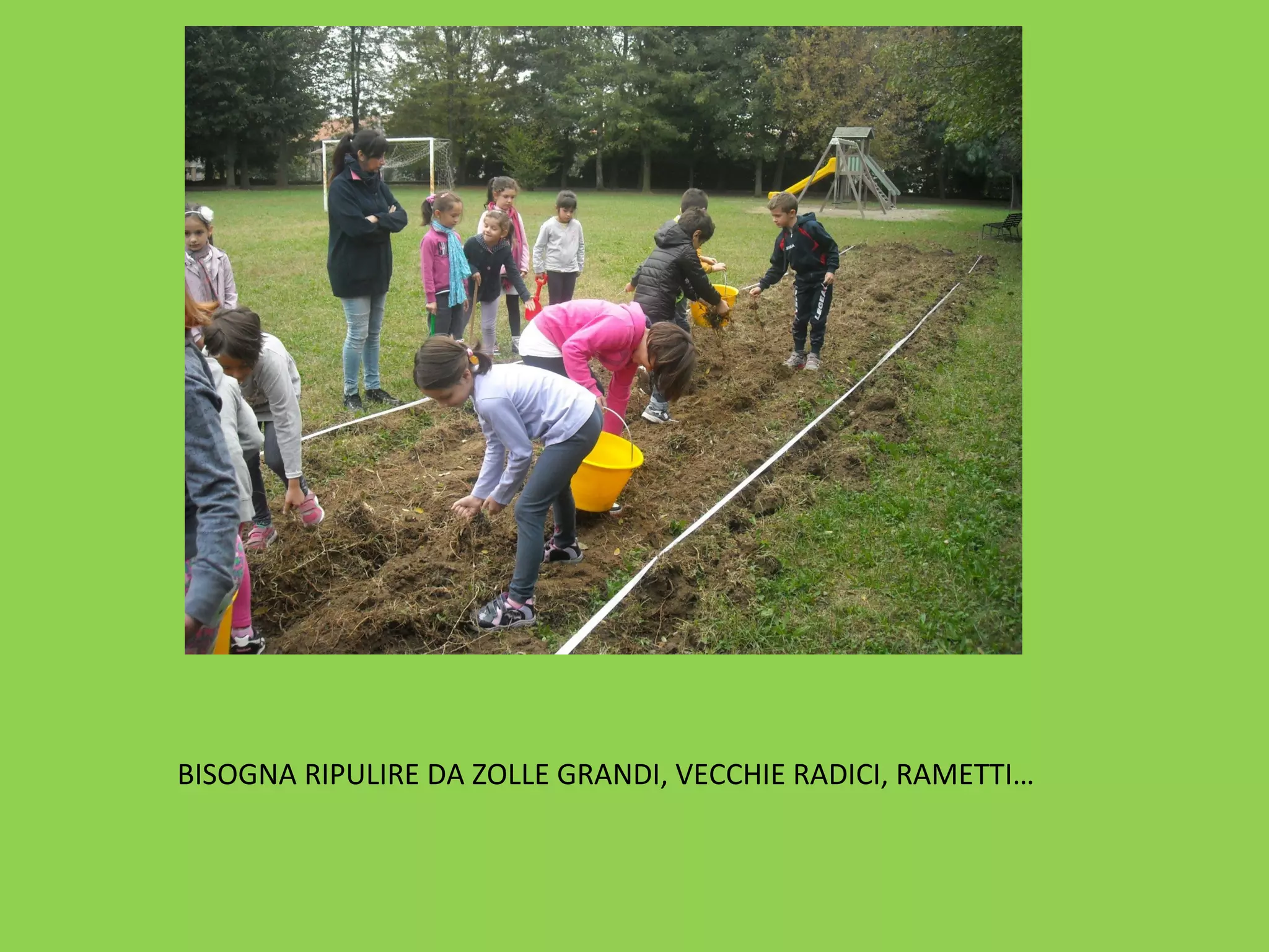 BISOGNA RIPULIRE DA ZOLLE GRANDI, VECCHIE RADICI, RAMETTI… 
 